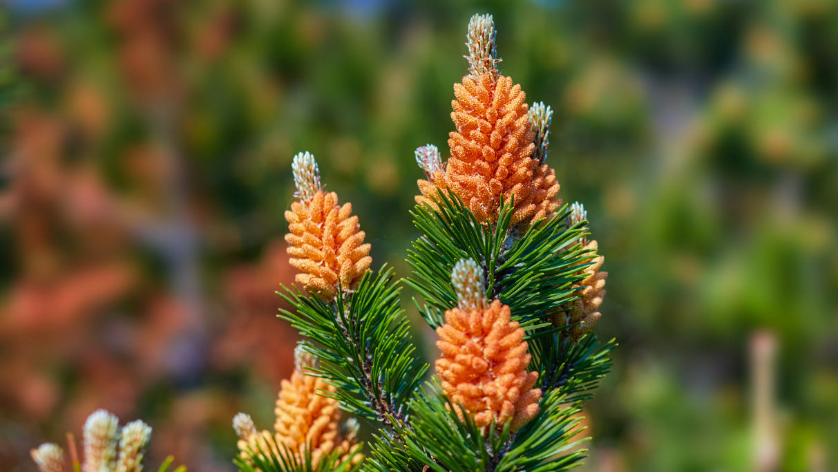 Waar zijn Pinepollen goed voor? 2024