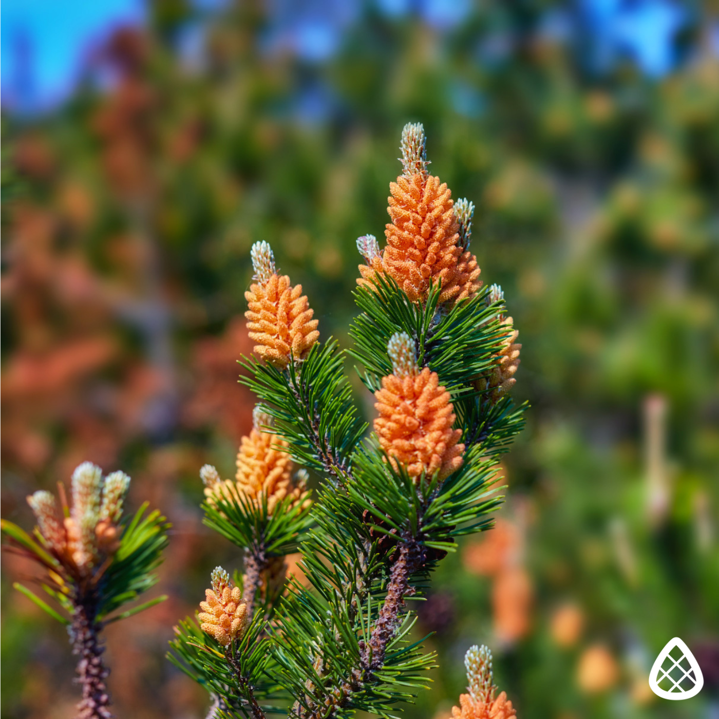 Foto van pine pollen bloesem aan een dennenboom, gebruikt voor het oogsten van pine pollen die de hormoonbalans ondersteunen en de gezondheid verbeteren.